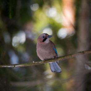 ����: �����