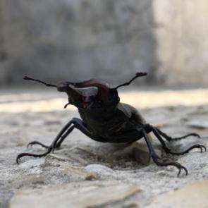 ����: �����