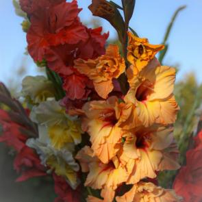 ���������� ��������� ���������