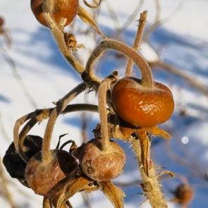 ���� ��������: 