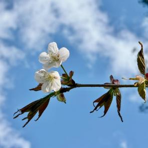 ����: ����� 