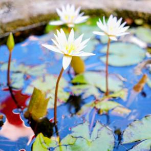 ����: ��� �������� ��� ������� 