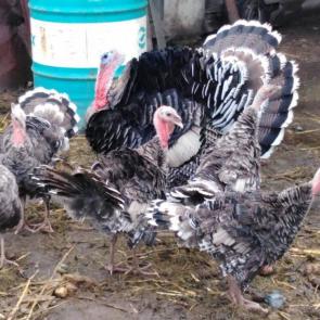 ����: ����