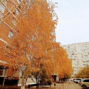 ���� ��������: ���������