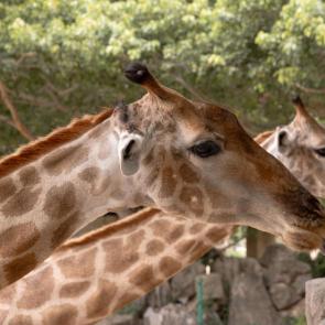 ����: �������