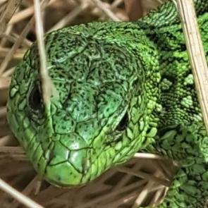 ����: ������� 