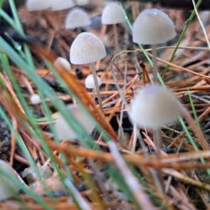 ����: ������� ������� 