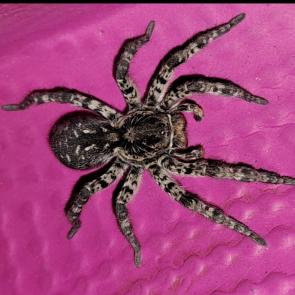 ����: ����