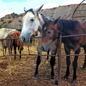 ����: �������