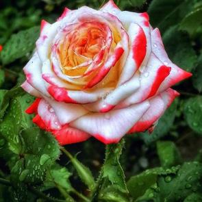 ����: ���� ����������� �����