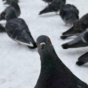 ����: ������������ 