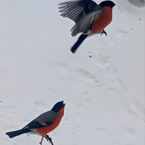 ����: �������! 