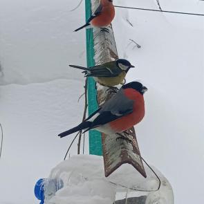 ����: ������� �� ����