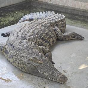 ����: �����