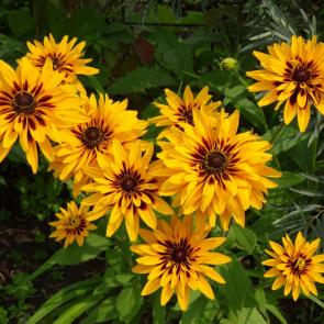 ����: ��������.