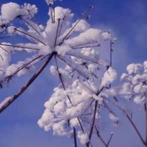 ����: ������ �����