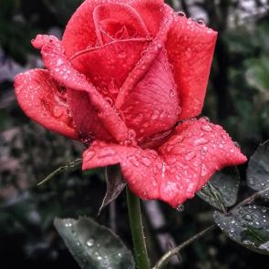 ����: ���� �����-���������