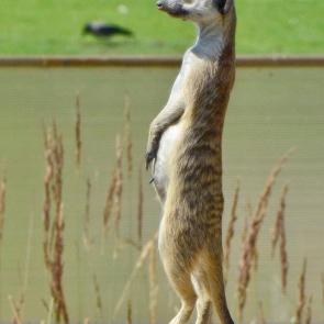 ����: �������