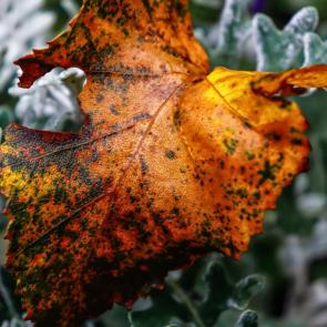 ����: ���� �����