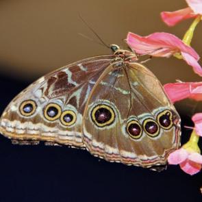 ����: �������