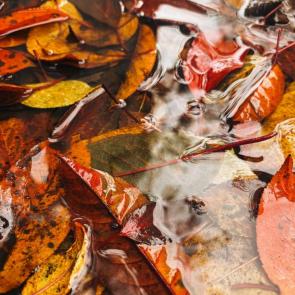 ����: �����