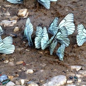 ����: ���� ���� �������