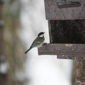 ����: ������� ������