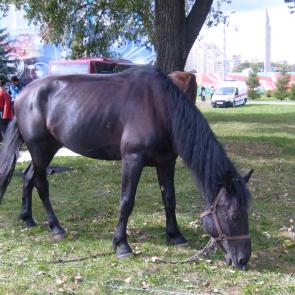 ����: ��������� �����.