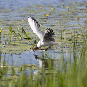 ����: �����