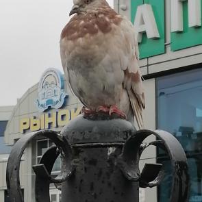 ����: ���������