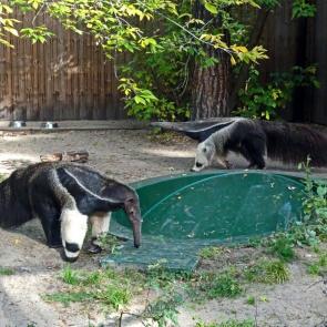 ����: ���������.