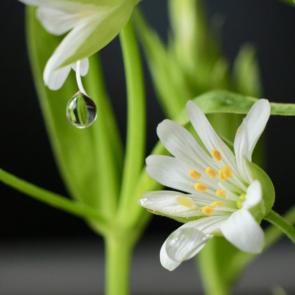 ����: �����