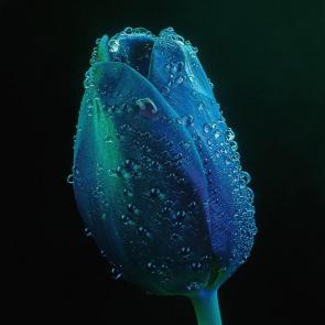 ����: ����� �������