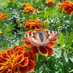 ����: ����������