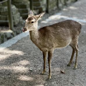 ����: ������ �����