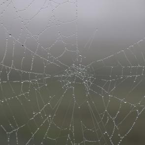 ����: �������� ����