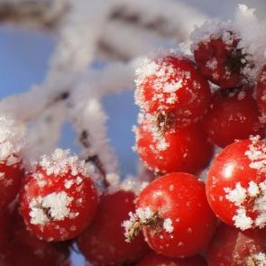 ����: ������