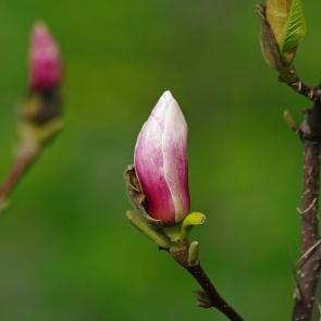 ���������� ��� ���������