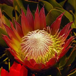 ����: ������