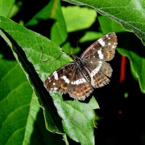 ����: ϸ������������� ���������� (2 ���������)