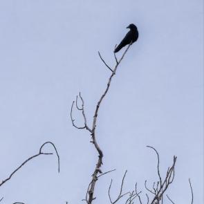 ����: �����������