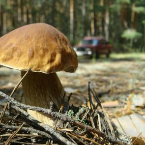 ���� ��������: ��������