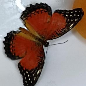 ���� ��������: 