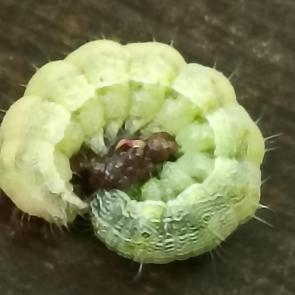 ���� ��������: 