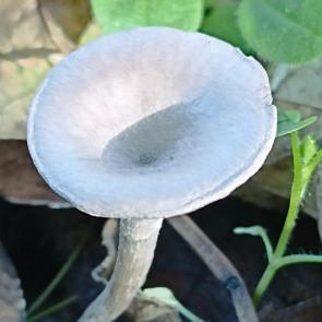 ���� ��������: 