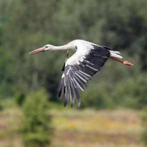 ���� ��������: ����