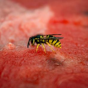 ����: ������� �����