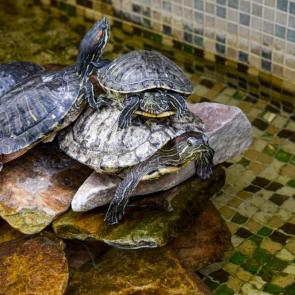 ����: ����� ����