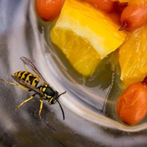 ����: ������� �����