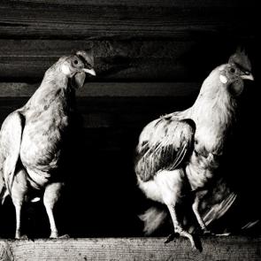 ���� ��������: 